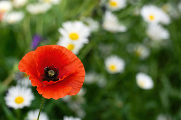 Red poppy flower close up