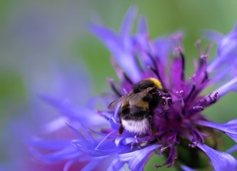Bee collects flower nectar of cornflower