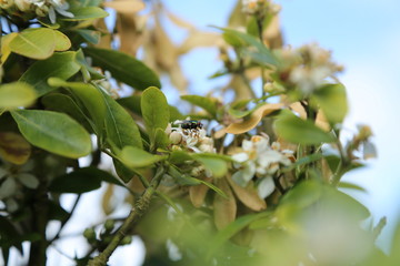 mouche sur une branche d'arbre 