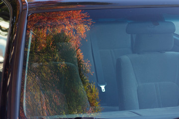 Leaves reflected on the windshield of a car
