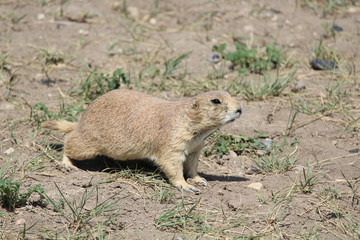 prairie dog watching