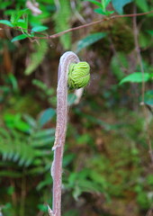 ゼンマイの若芽