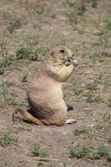 prairie dog eating