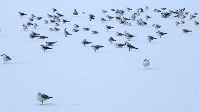 Long shot of a large group of isolated Lesser Black-backed Gulls sitting on ice