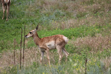 Pronghorn Antelope