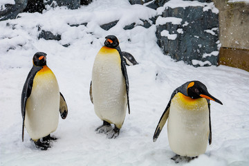 Fototapeta premium Emperor Penguin during winter with snow ground in Asahiyama zoo which locate on Asahikawa, Hokkaido, Japan