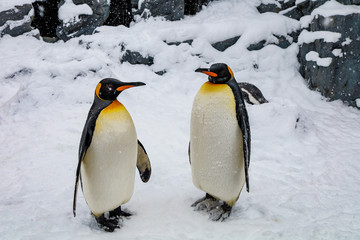 Fototapeta premium Emperor Penguin during winter with snow ground in Asahiyama zoo which locate on Asahikawa, Hokkaido, Japan