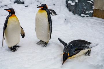 Emperor Penguin during winter with snow ground