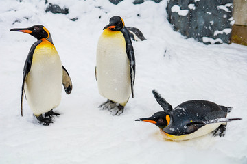 Emperor Penguin during winter with snow ground