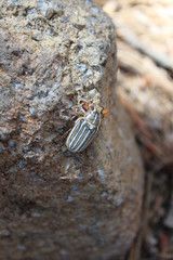 Close up of a June Beetle