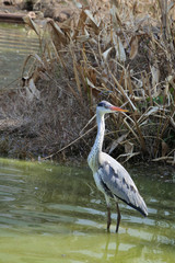 Grey heron is standing in the pond, vertically oriented picture