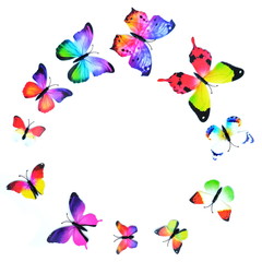 Group colorful exotic butterflies flying in different directions in the form of colored circle isolated on white background with copy space