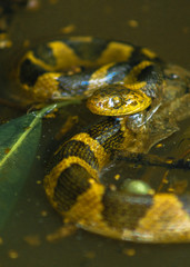 Víbora al acecho en una charca.