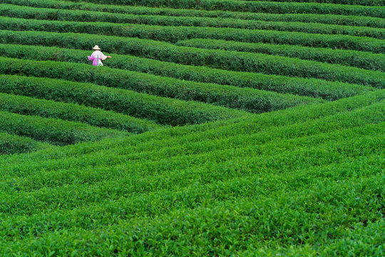 Tea Worker picking tea leaves in a tea plantation
