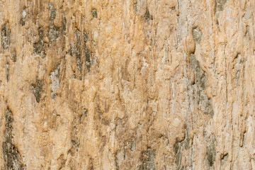 tree bark texture  fine quality wood