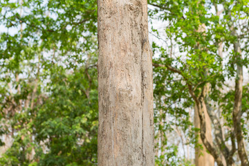 Teak tree are known around the world, majorly because of their fine quality wood