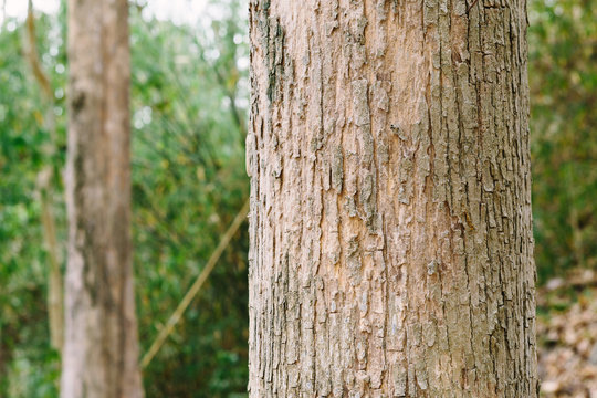 Teak tree are known around the world, majorly because of their fine quality wood