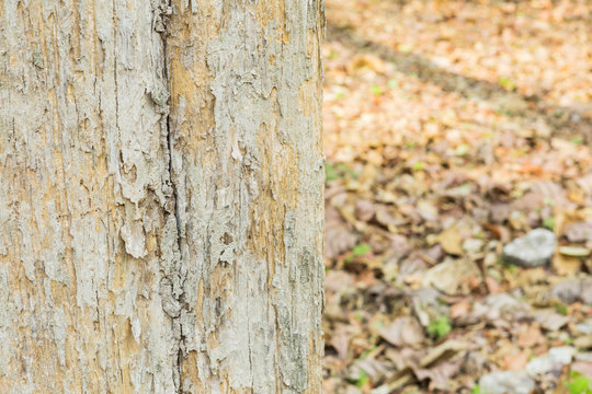 Teak tree are known around the world, majorly because of their fine quality wood