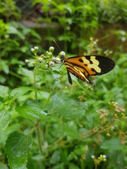 butterfly on a flower