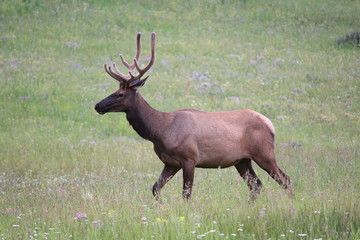 Elk Grazing