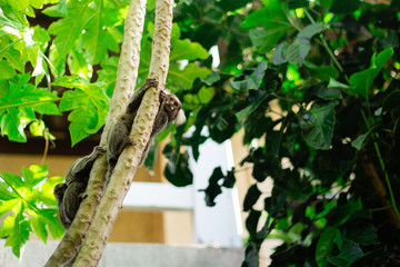 Micos na &aacute;rvore