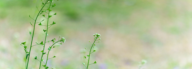 panoramic view of wild grass on green bokeh backgound. green grass background. panoramic view of shepherd's purse flower on green bokeh backgound. green grass in the wind