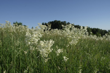 Meadowsweet, belogolovkin, meadowsweet tavoloni. On a Sunny summer day.