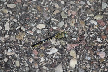 dragonfly on the ground