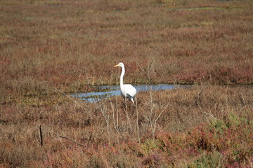 Obraz na płótnie Canvas great white egret