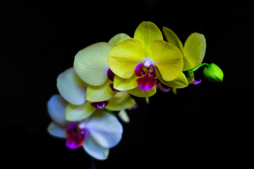 Fototapeta na wymiar beautiful orchid Phalaenopsis Orchids