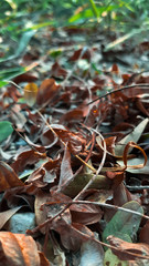 autumn leaves on the ground