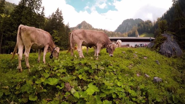 Multiple brown cows with cowbells graze on a vibrant green meadow in front of a mountain hut in the Alps. Medium wide shot of cows grazing on a pasture in the mountains on a sunny day.