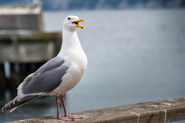 Obraz premium 2020-04-17 A LONE SEAGULL PERCHED ON A RAIL OF THE PIER IN PORT TOWNSEND WASHINGTON
