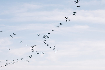 A flock of seagulls flying in the sky
