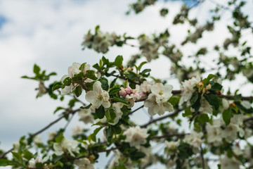 große schöne Blüten an einem Apfelbaum im Frühling