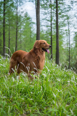 Golden retriever in the grass