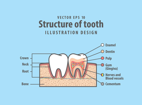Cross-section structure compare inside and outside tooth diagram and chart illustration vector on blue background. Dental care concept.