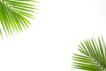 Palm leaf branches on white background.Top view.