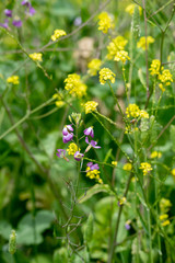 Field of wild yellow mustard, with a scattering of purple wildflowers