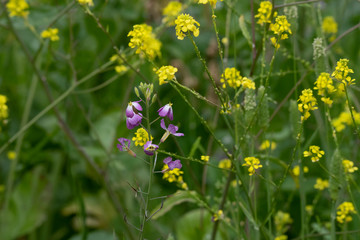 Field of wild yellow mustard, with a scattering of purple wildflowers