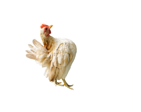 Bantam breed chicken isolated on white background without shadow with copy space. A female serama with beautiful feathers