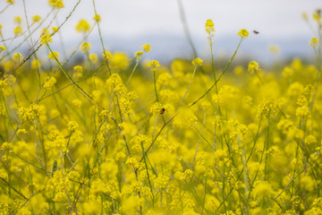 Field of wild yellow mustard, with a scattering of purple wildflowers