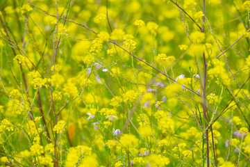 Field of wild yellow mustard, with a scattering of purple wildflowers