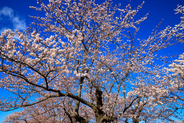 桜　満開　青空