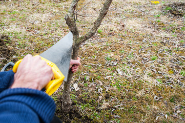 hand in a blue knitted sweater holds a metal saw with a yellow handle and saws a thin branch of an old tree