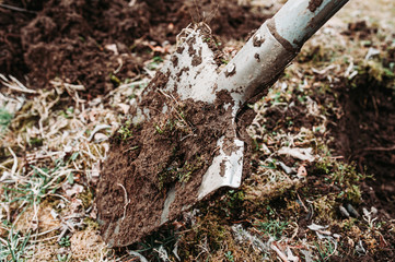 metal shovel digs the wet earth with branches and moss.