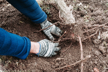 Hands in a blue sweater and black and white gloves are gardening in the ground. The uprooting of an...