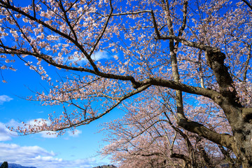 Obraz premium 桜 満開 青空