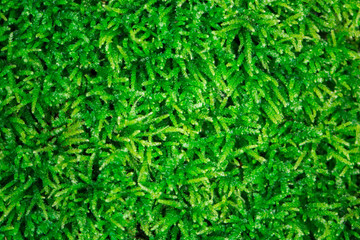 Closeup texture of forest moss. Top view.