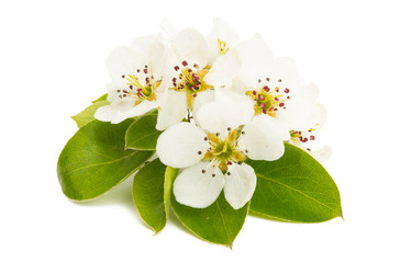 pear flower isolated